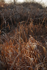 Fototapeta premium field dry grass at sunset