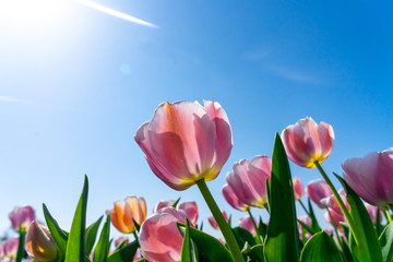 Tulips field of the Netherlands