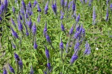 Fototapeta premium Closeup veronica grandis known as Heartleaf Speedwell with blurred background in summer garden