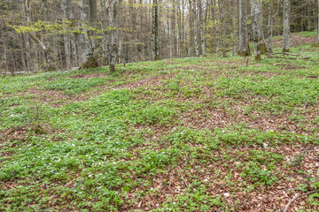 Fototapeta premium Spring forest In the central part of Sweden. white spring flowers in green grass.