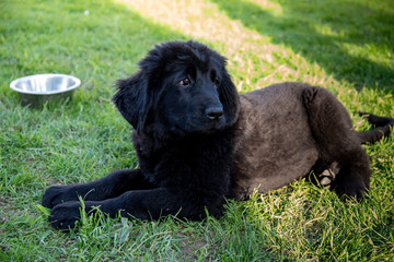 Fototapeta premium Black purebred newfoundland puppy laying on the grass looking away from the camera