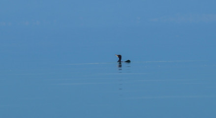 black and white cormorant swims in the morning on a blue lake