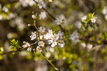 Spring flowers. Beautifully blossoming tree branch.