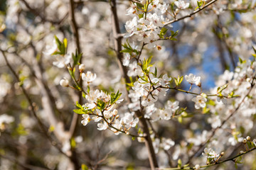 Spring flowers. Beautifully blossoming tree branch.
