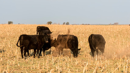 Livestock, Argentine meat production , in Buenos Aires countryside, Argentina