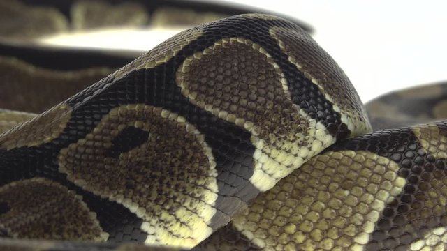 Royal Python or Python regius on wooden snag in studio against a white background. Close up