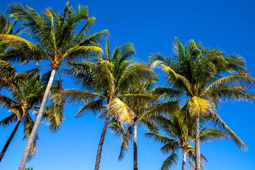 Palm trees background the blue sky sunny day in Paradise
