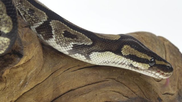 Royal Python or Python regius on wooden snag in studio against a white background. Close up