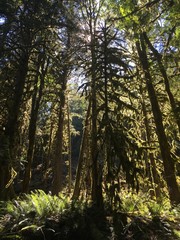 Sunlit Trees