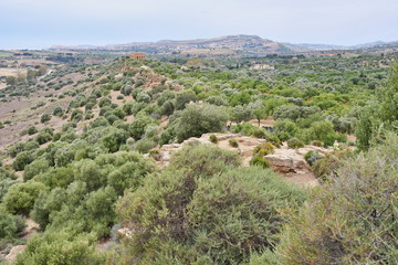 Fototapeta na wymiar Sicily - Agrigento - Valley of the Temples - distant view of the Temple of Concordia.