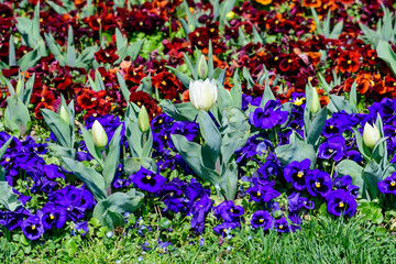 Small white tulips in front of many vivid blue and dark red colored pansies or Viola Tricolor flowers in a sunny spring garden, beautiful outdoor floral background photographed with soft focus