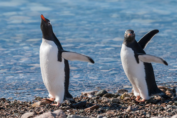 Gentoo penguin couple, Neko Harbor beach, Antarctic Peninsula.