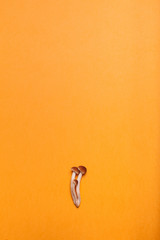 Yellow autumn background with mushrooms, frame, blank for advertising, place for text.