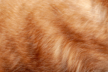 Animal hair closeup, texture, background