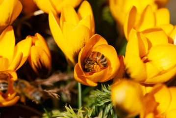 A honeybee pollinates a patch of yellow crocus flowers in springtime.