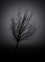 silhouette of a tree