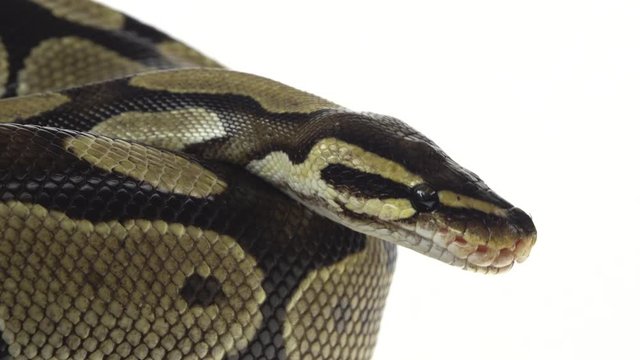 Royal Python or Python regius on wooden snag in studio against a white background. Close up