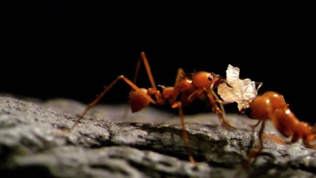 HD - Leaf-cutter ants. Slow-mo