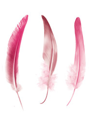 Beautiful color feathers isolated on white background