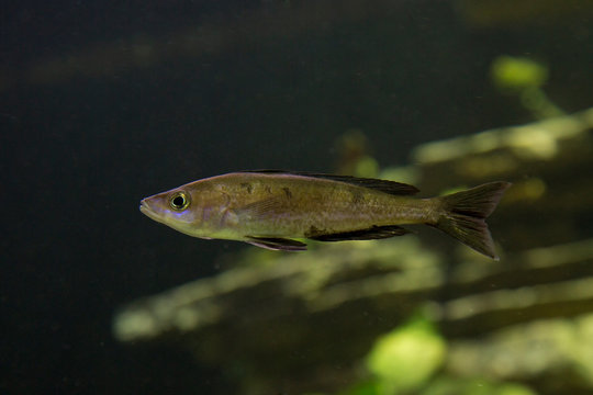 The Cyprichromis microlepidotus Kassai, endemic to Lake Tanganyika.