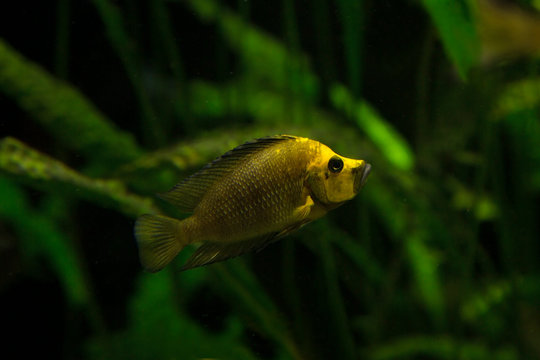 The Compressed Cichlid (Altolamprologus compressiceps).