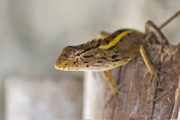 Oriental garden lizard / changeable lizard (Calotes versicolor, Agamidae) climbing wooden stake at Koh Phangan, Thailand, Asia