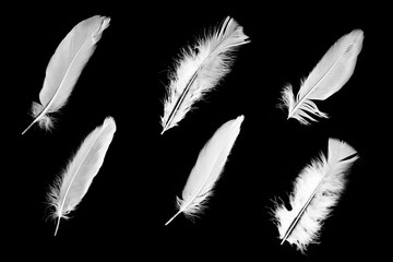 Obraz premium Six white feathers on a black background. 