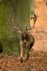 Dominant fallow deer, dama dama, stag with big antlers running forward and approaching in autumn forest with orange leafs on the ground. Wild animal moving.
