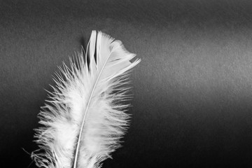 White feather on the black background. A metaphor for lightness, purity, tenderness, divine, spiritual. 