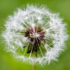 White dandelion flower close-up on a green background.