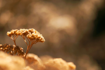 Winter Yarrow Seed Head