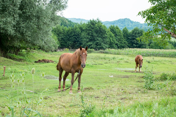 Obraz na płótnie Canvas brown horses graze the grass