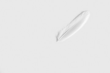 White feather on a white background. A metaphor for lightness, purity, tenderness.
