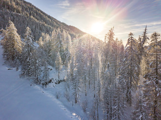 Aerial view of snow covered fir trees in peaceful winter landscape. Alpine mountain area in Switzerland with snow covered forest. Concept of calm wilderness.