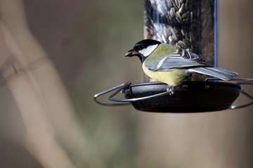 A great tit (Parus Major) perched on a bird feeder catching a sunflower seed