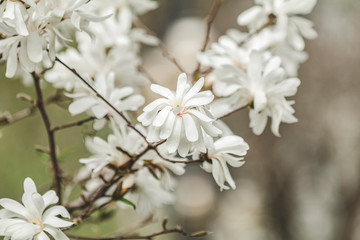 White magnolia blossom in the city park on spring sunny day. Beautiful nature background