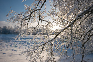 Frozen tree brunches in frost on a sunny winter day. The bush is covered with hoarfrost and sparkles in the sunlight. Cold sunny winter day background - 314140474