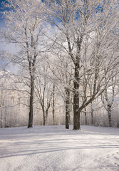 Winter snowy trees  in the field. winter sunny landscape. Latvia - 314140494