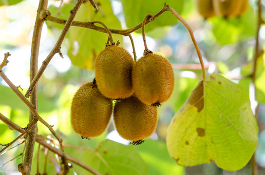 Green kiwis ripen on a tree. Kiwis on a branch. Healthy. Rich in vitamins. close-up.