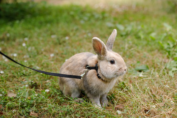 wild rabbit in an urban park.Red rabbit on green grass. Home decorative rabbit outdoors. Little bunny. Rabbit with open mouth is yawning. easter bunny.Easter Bunny in the meadow