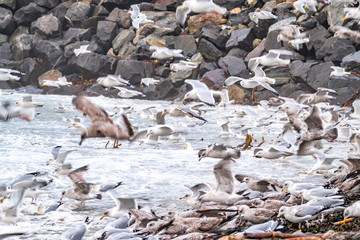 Huge amount of Seagulls feeding at the coast of Maghery in County Donegal during the storm- Ireland