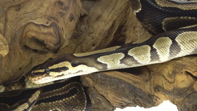 Royal Python or Python regius on wooden snag in studio against a white background. Close up