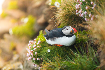 Puffin on the rocks at latrabjarg Iceland, close-up.