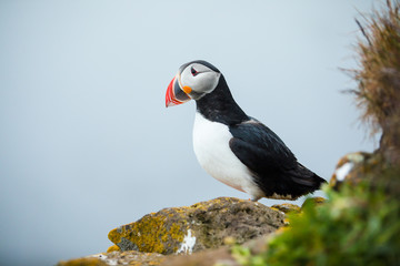 Puffin on the rocks at latrabjarg Iceland, close-up.