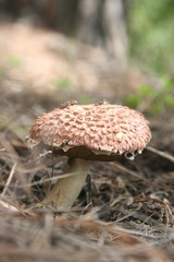 mushroom in the forest
