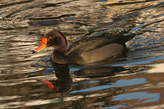 The rosy-billed pochard, rosybill, rosybill pochard (Netta peposaca).