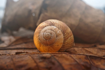 Schneckenhaus im Nebel