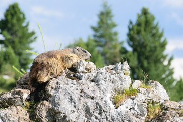 Wilde marmot in Dolomites Italy