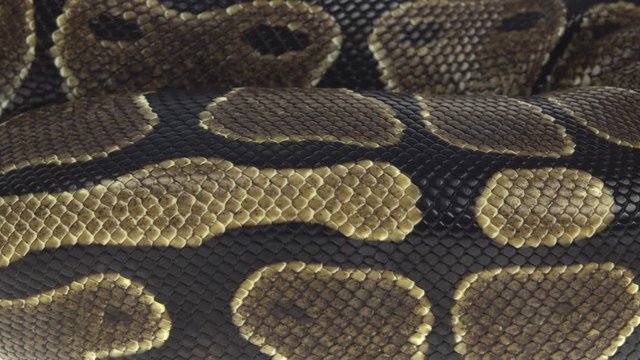 Royal Python or Python regius on wooden snag in studio against a white background. Close up