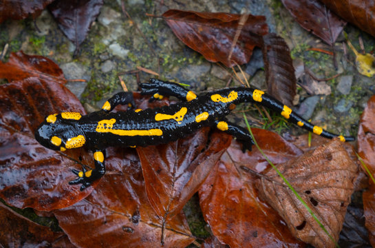 Fire Salamander Or Salamandra Salamandra